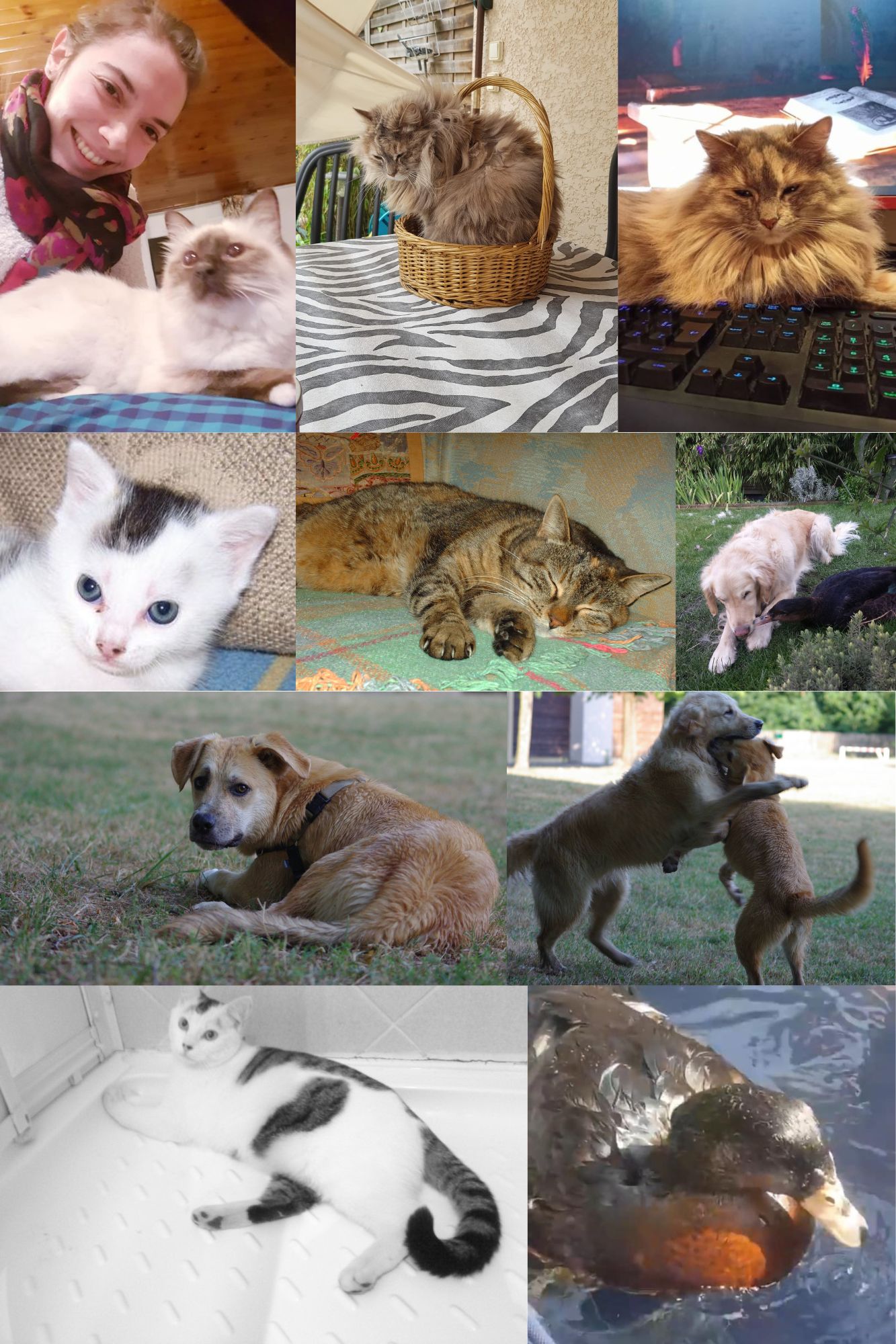 chien staff